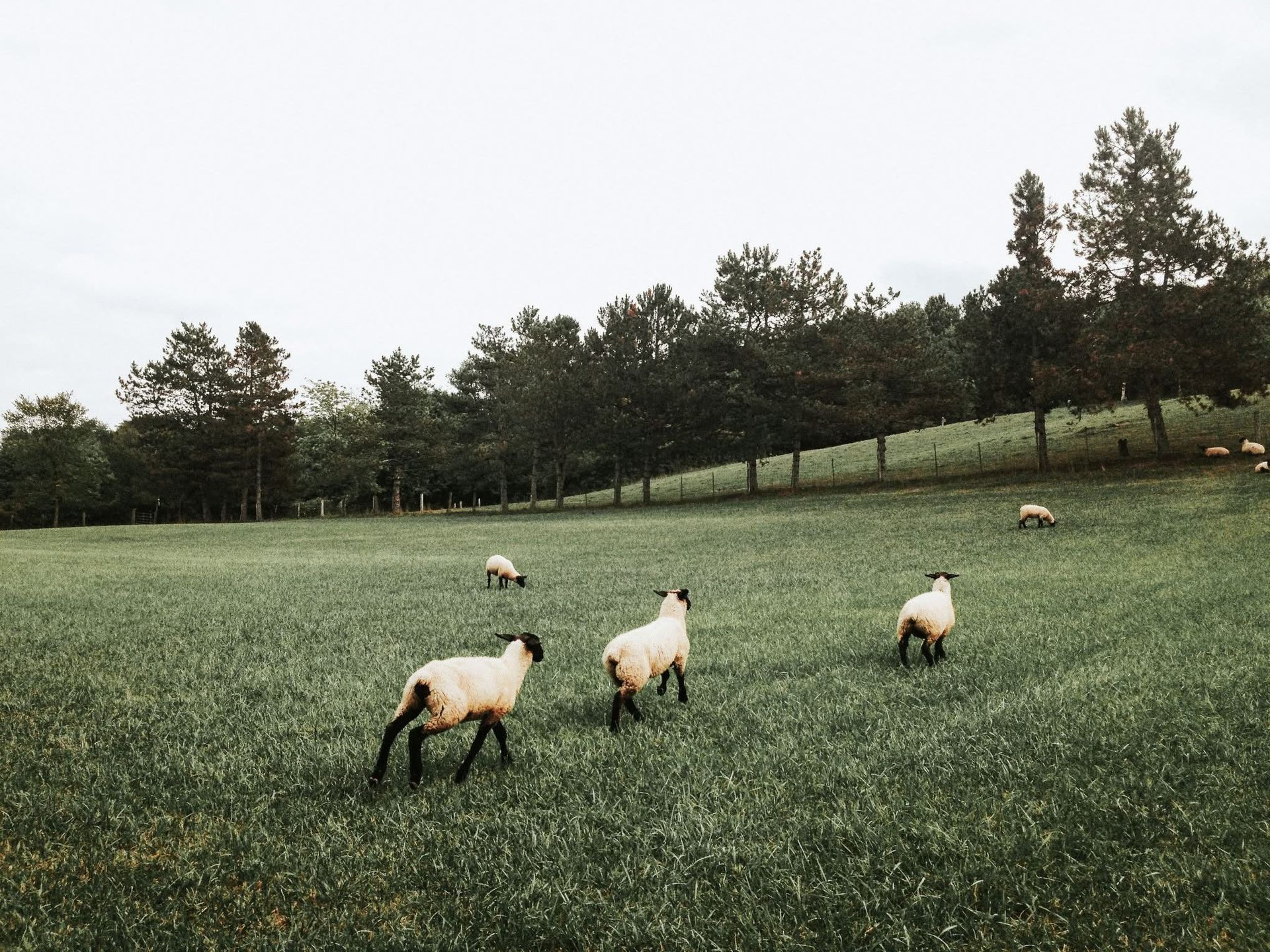 A herd of sheep are grazing in a grassy field