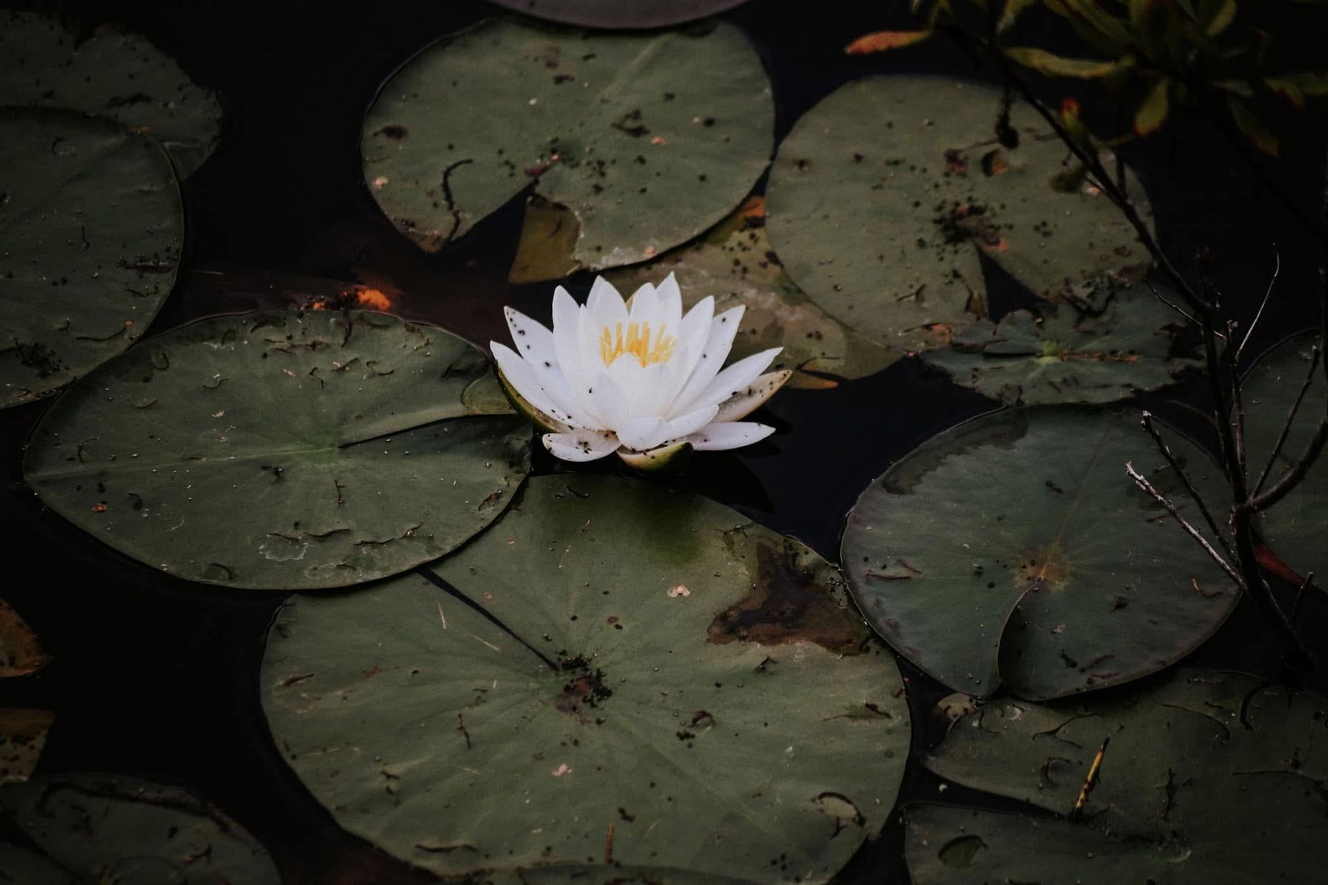 A white water lily is surrounded by lily pads in a pond.