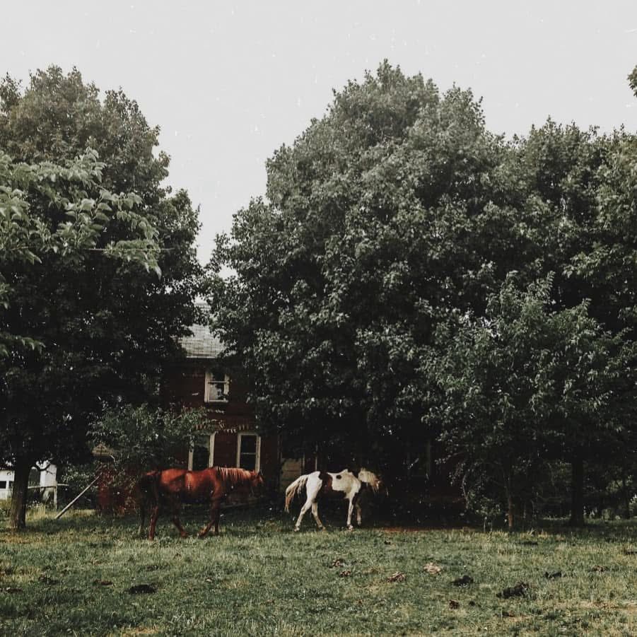 Two horses are standing in a grassy field in front of a house.