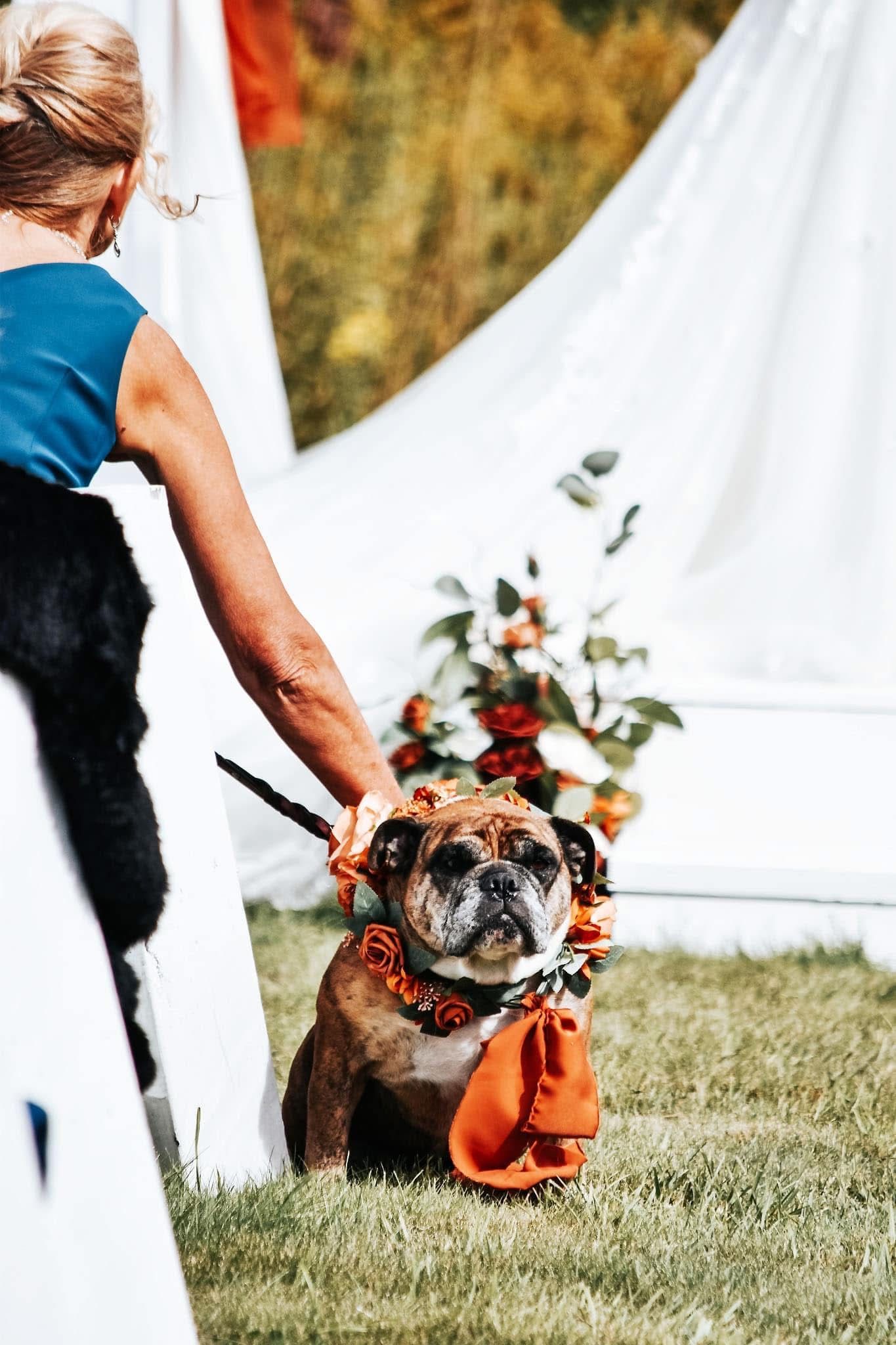 A woman is holding a small dog on a leash.