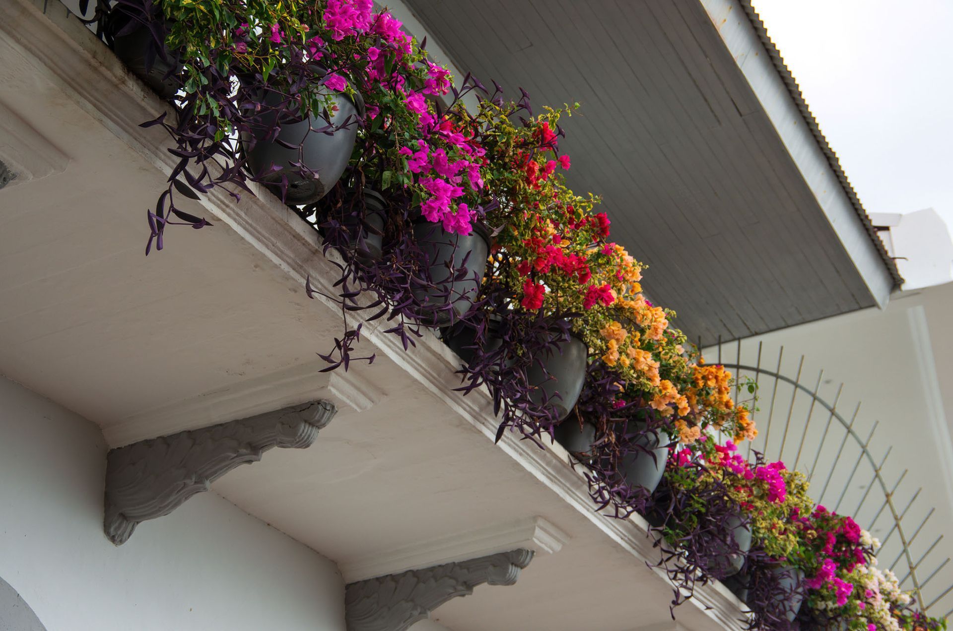 balconi fioriti