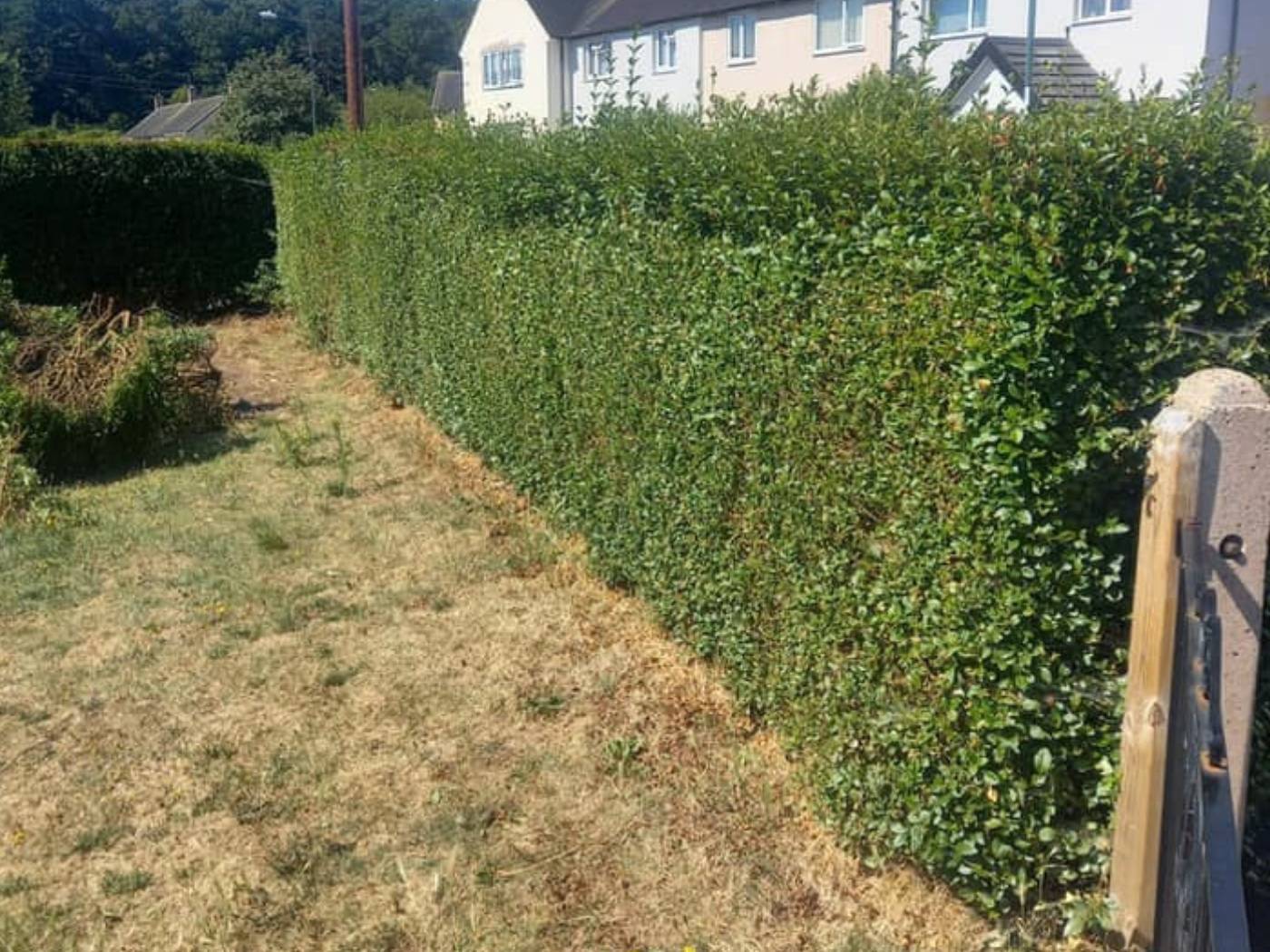 Nottingham Fencing hedge requiring removal