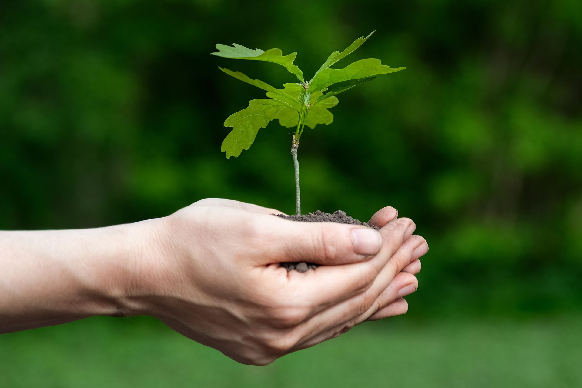 Hands holding soil, and out of the soil a small sapling grows. 