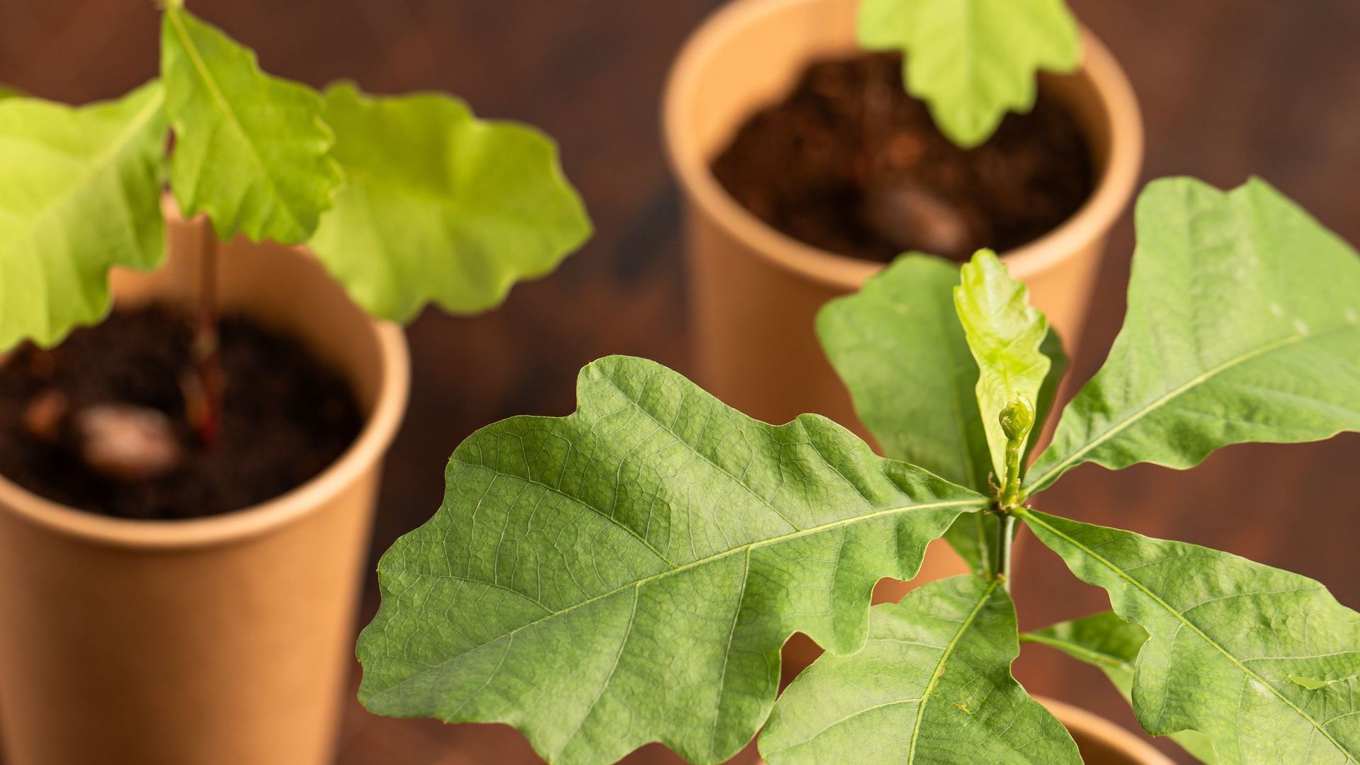 Small saplings growing in cardboard pots