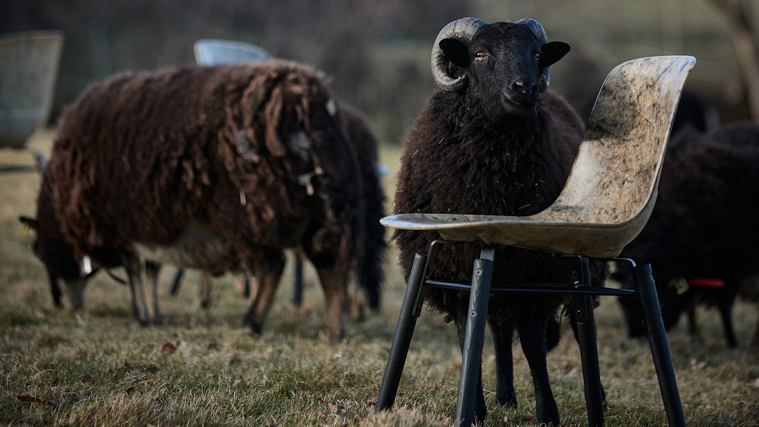 Sheep in mountainside next to a Solidwool Hembury chair