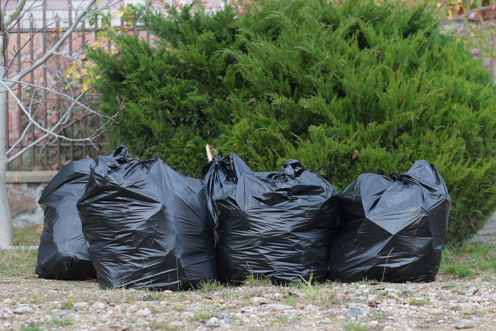 Five black trash bags on a grassy ground, in front of a green bush.