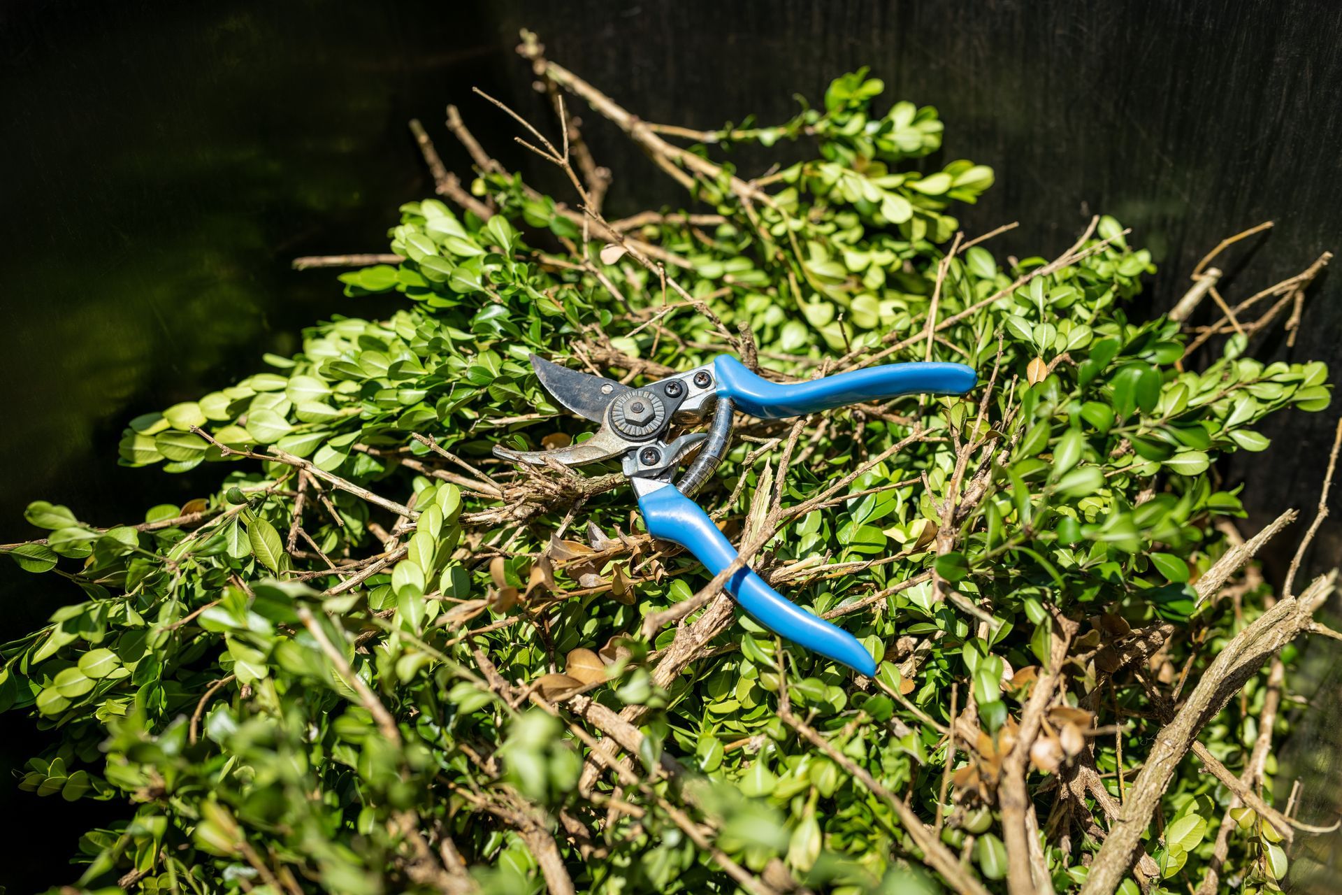 Pruning shears rest on a pile of trimmed green branches and leaves; outdoors, in sunlight.