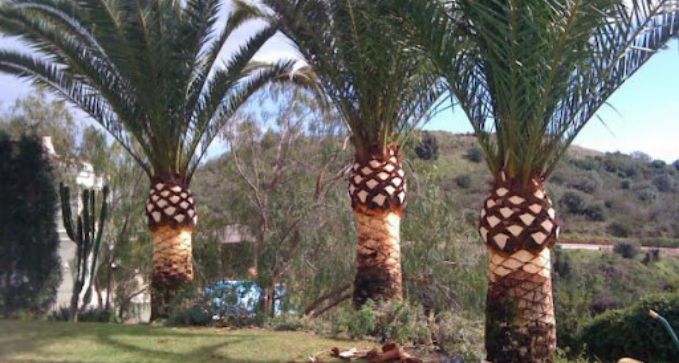 poda profesional de palmeras en Mollerussa, Lleida