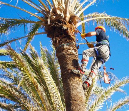 trepa de palmera para podar hojas de palmera en Tarrega, Lleida