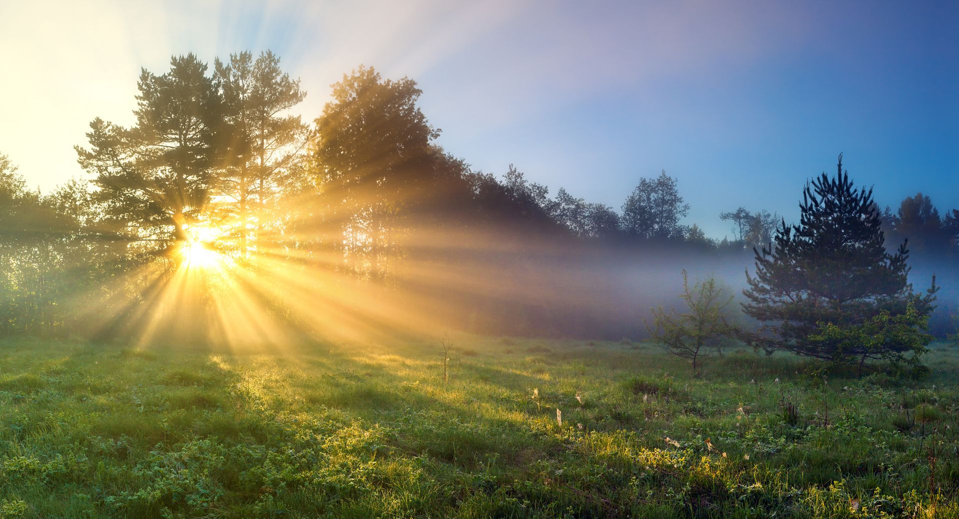 The sun is shining through the trees in a foggy field.
