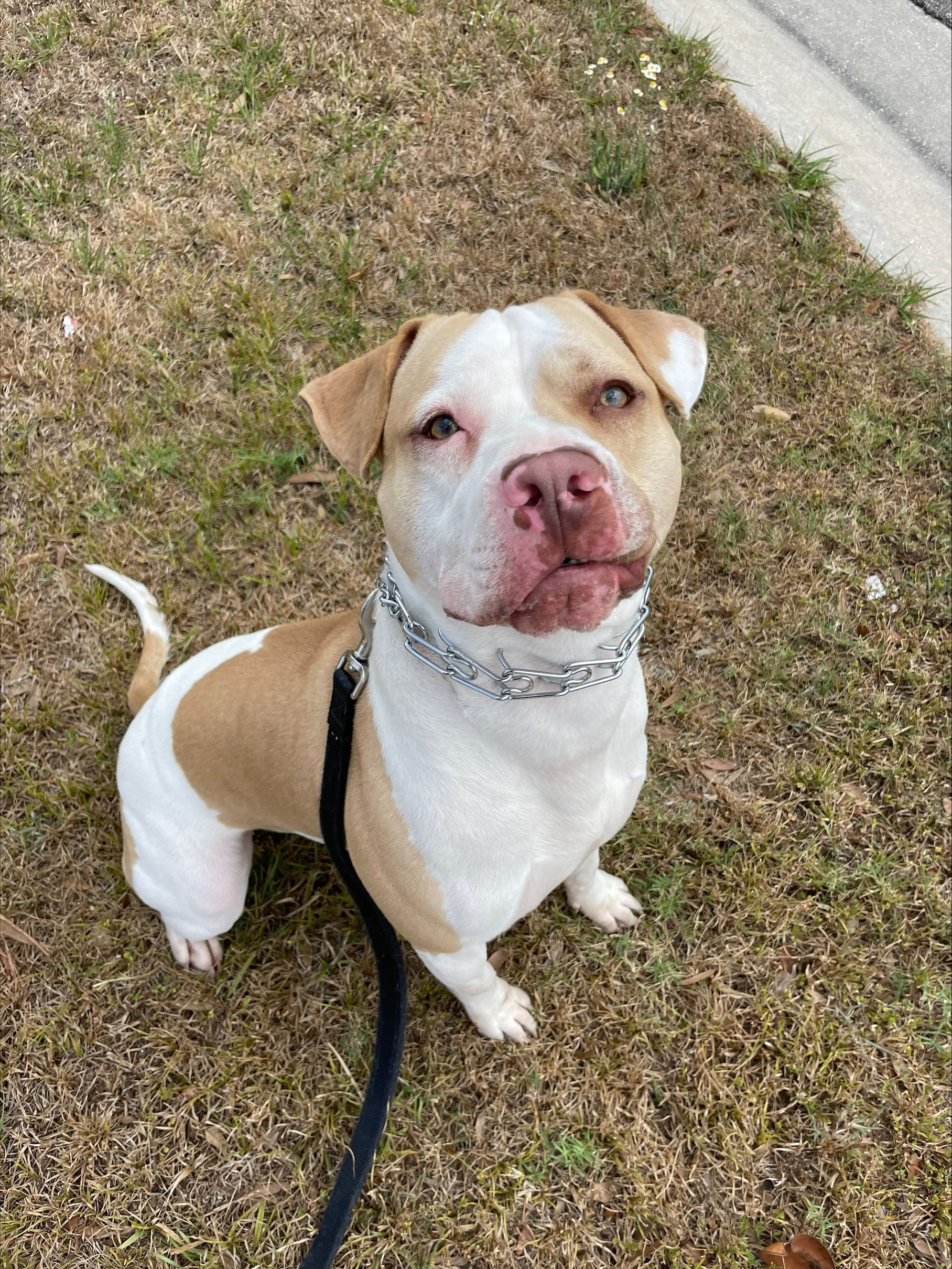 a brown and white dog is sitting in the grass on a leash .