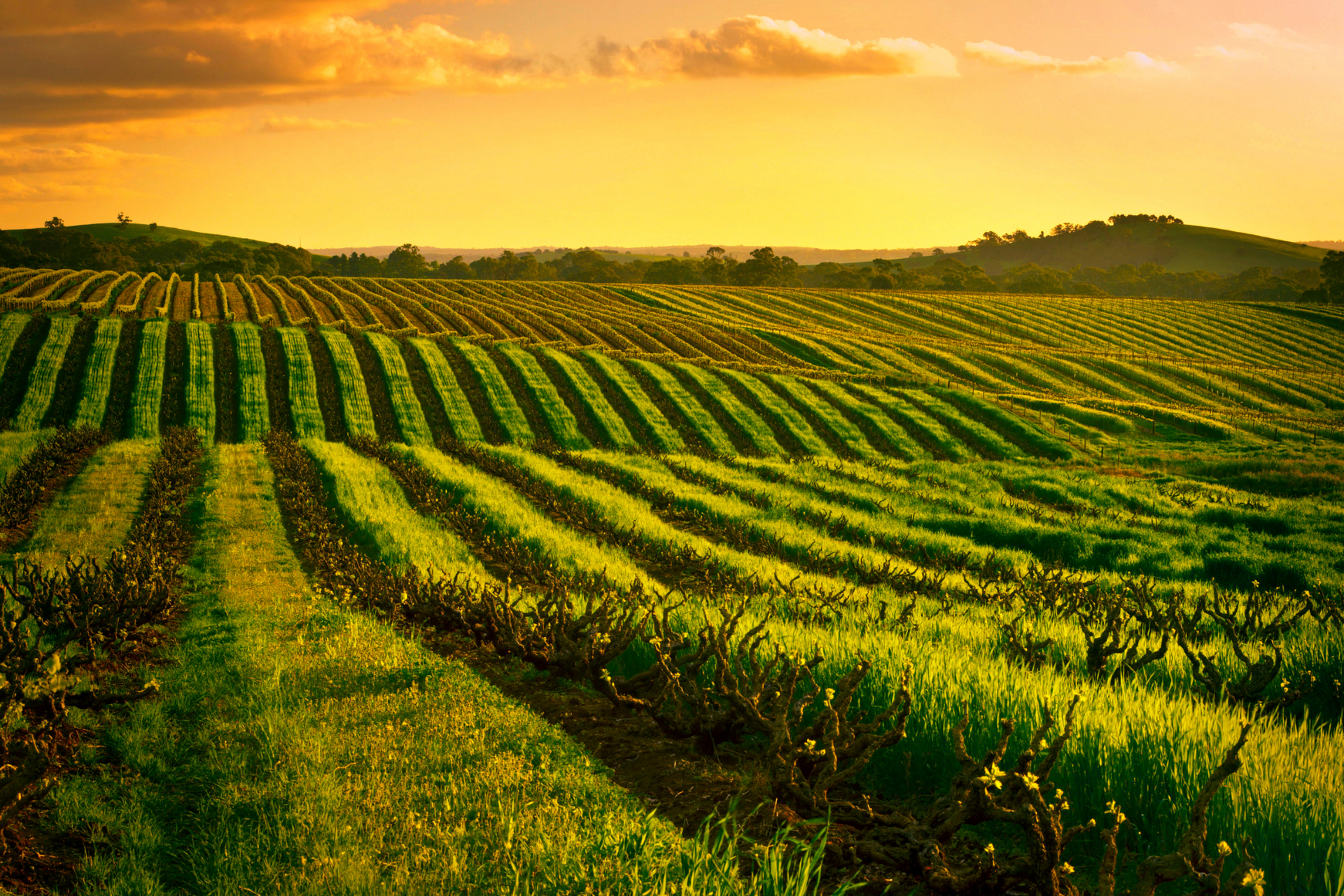 A lush green field with a sunset in the background