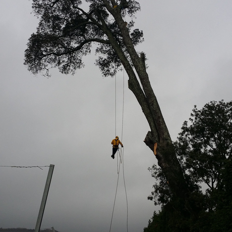 arborist doing tree services