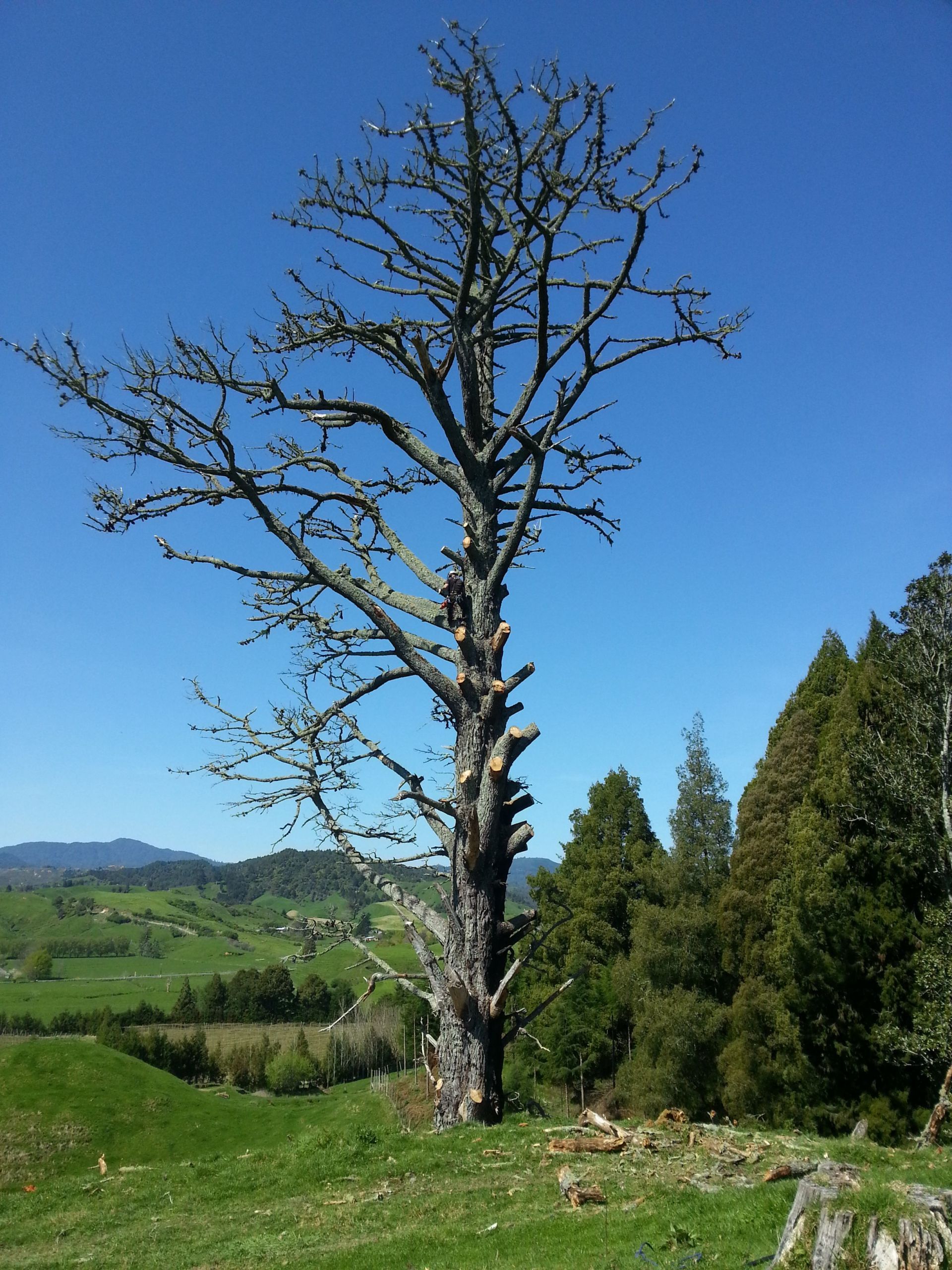 Quality Arborists Tree Services Whakatane Andersen s Tree Services
