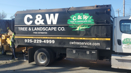 Tree Trimming | Martinez, CA | C&W Tree & Landscape Co