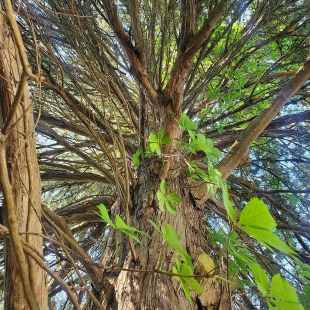 View from base of tree looking up at branches, bark, and new green leaves.
