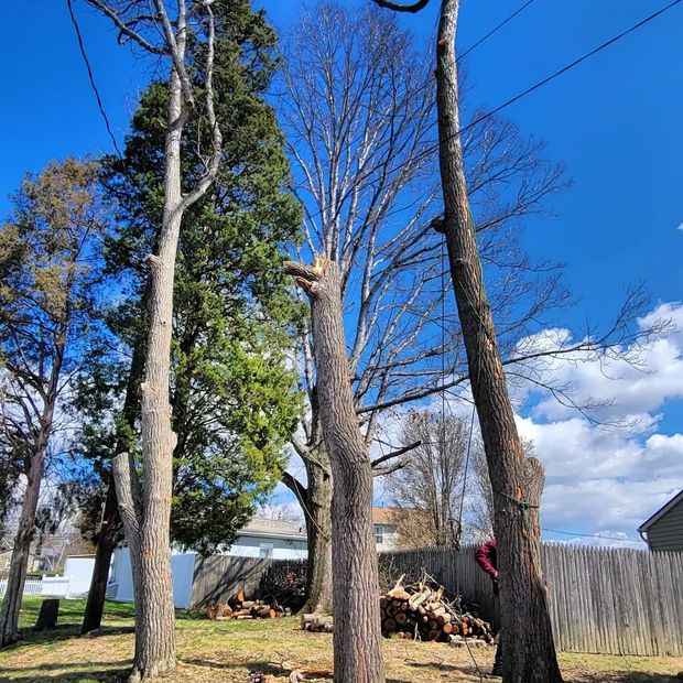 Trees, some bare, others green, under a blue sky, logs on the ground, and a wooden fence.