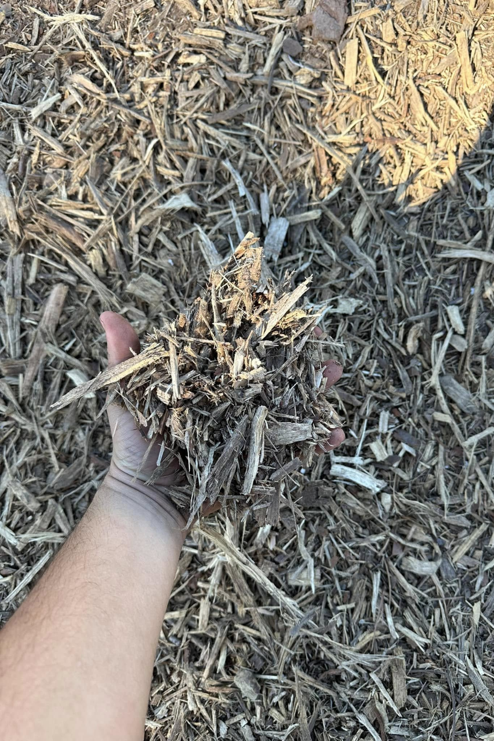 Handful of wood chips, held over a pile of similar chips on the ground.