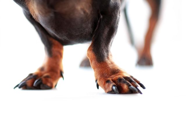 Coupe Des Griffes Pour Chat Et Chien