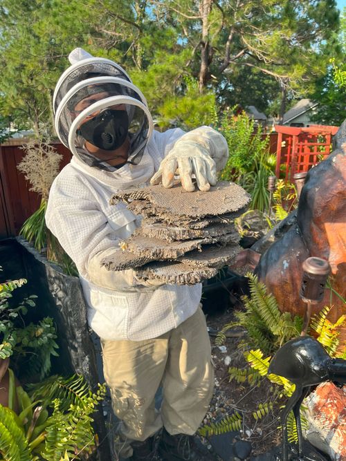 A man in a bee suit is holding a stack of termites.