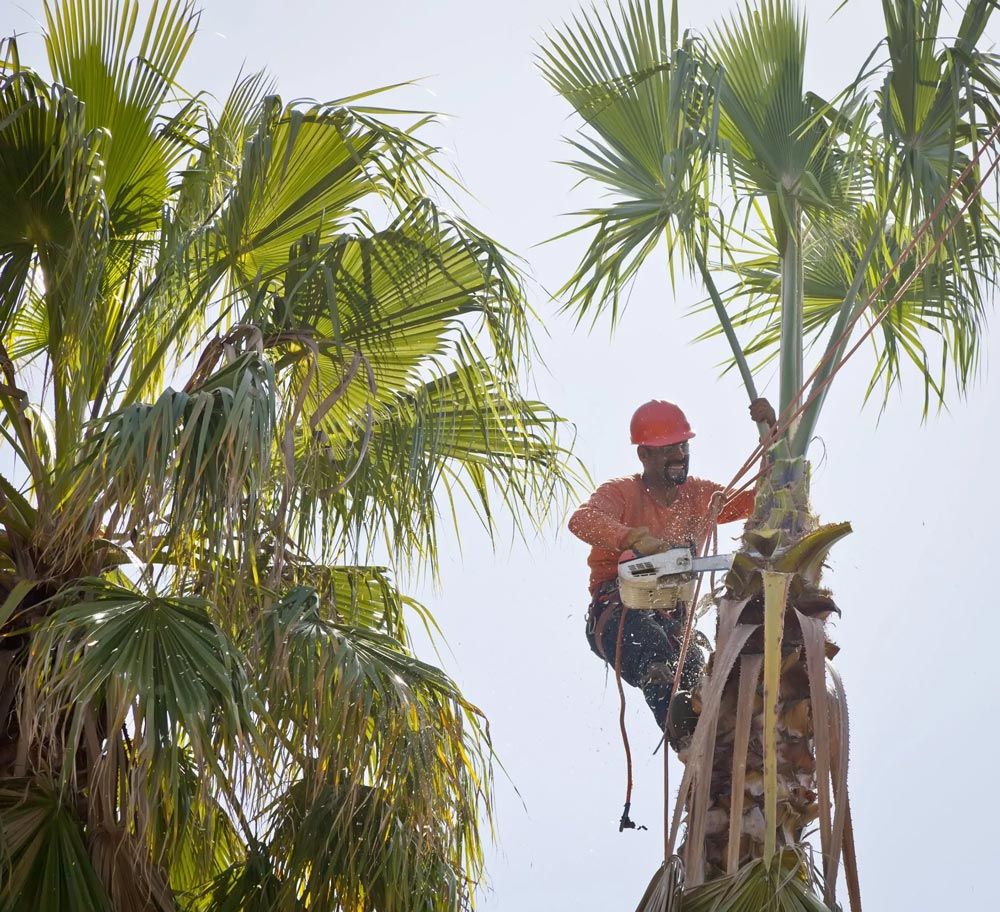 Man Trimming the Tree — Miami, FL — Acosta Tree Service