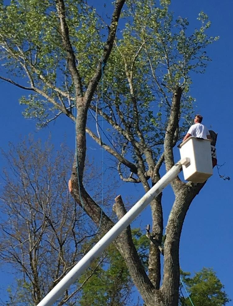 A man in a bucket is cutting a tree.