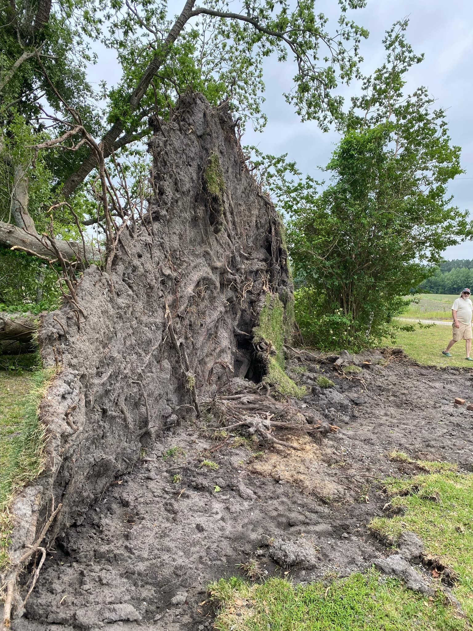 A large tree stump in the middle of a field.