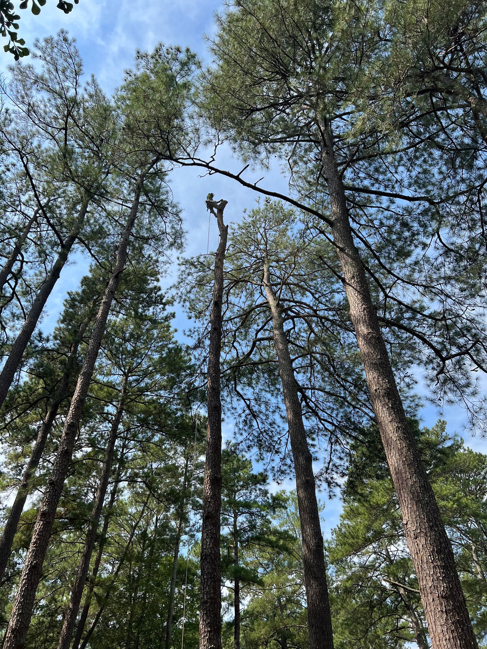 A person is climbing a tree in the middle of a forest.