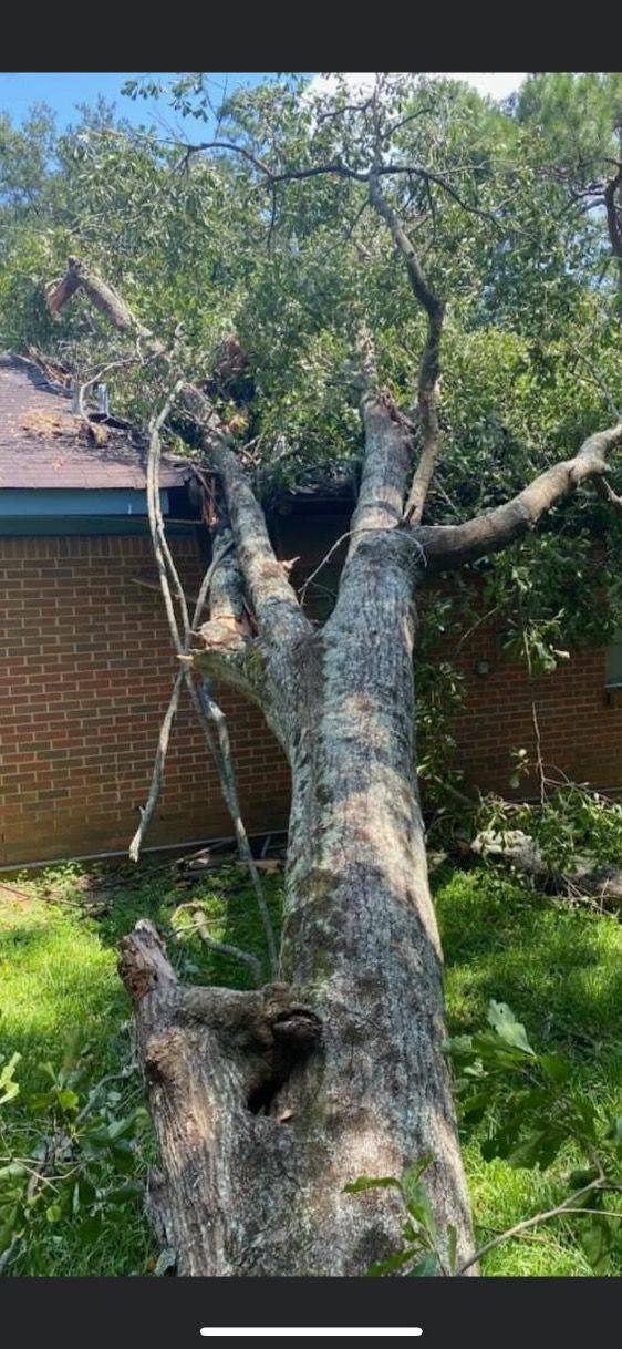 A tree that has fallen in front of a house.