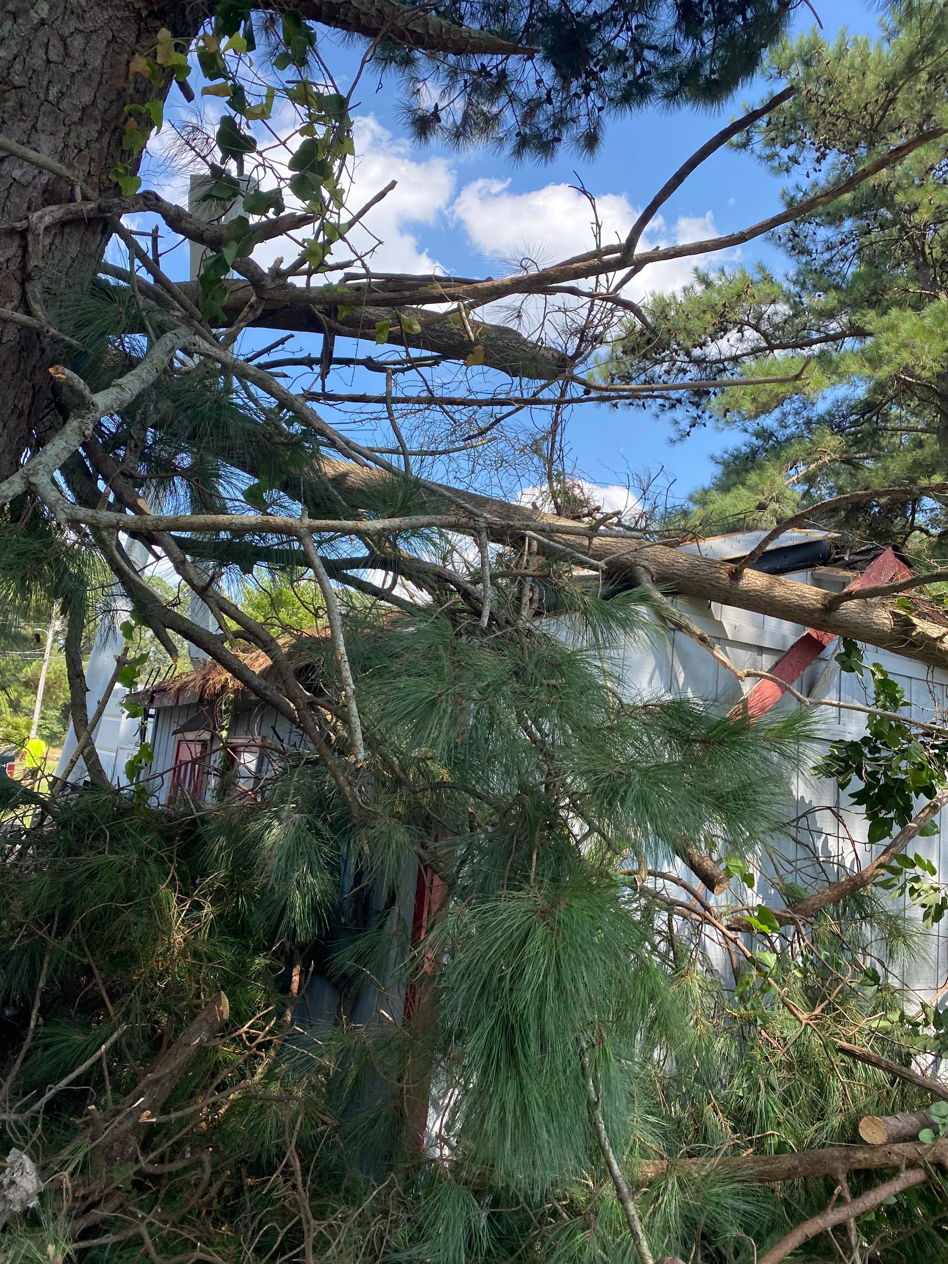 A large pine tree has fallen on a house.