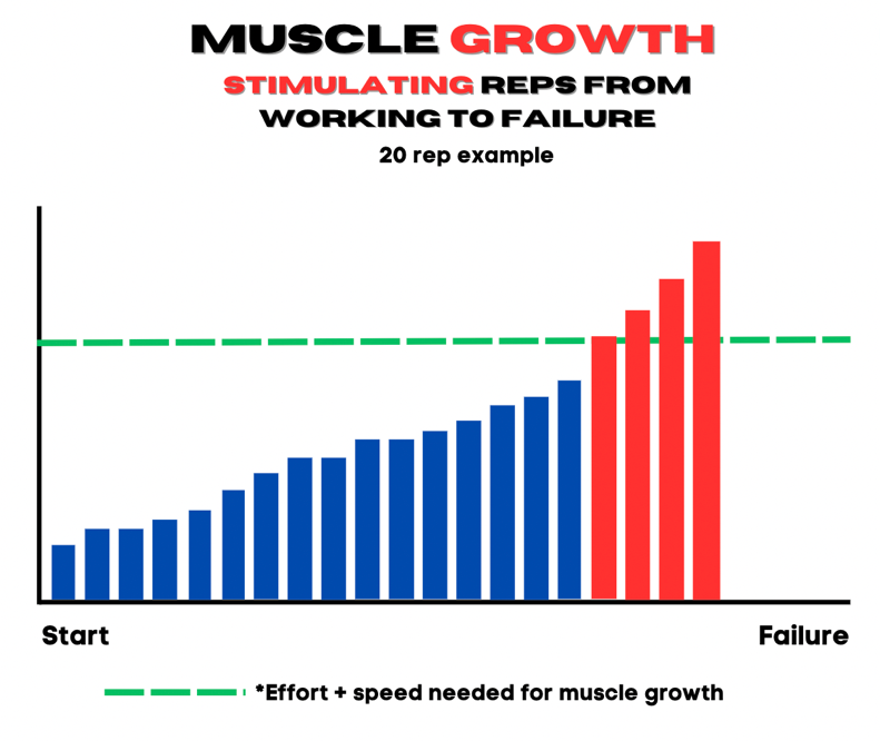 Muscle