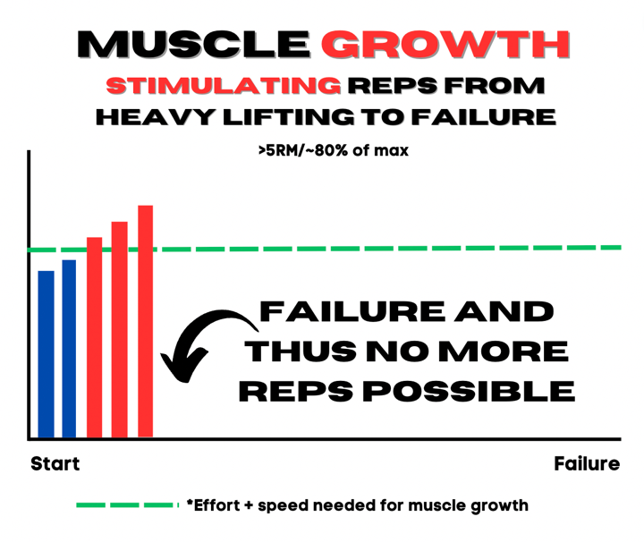 Muscle