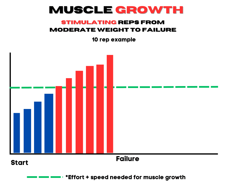 Muscle