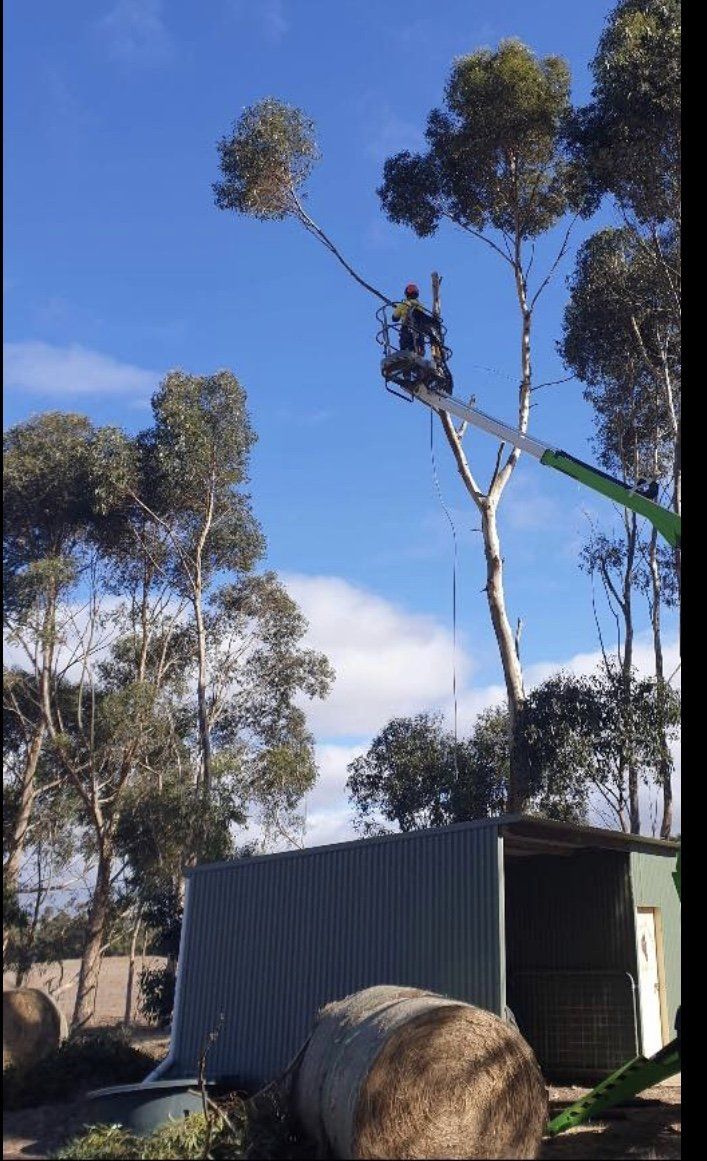 Picture of man in high cherry picker