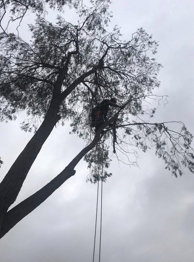 Picture of man in tree cutting branches
