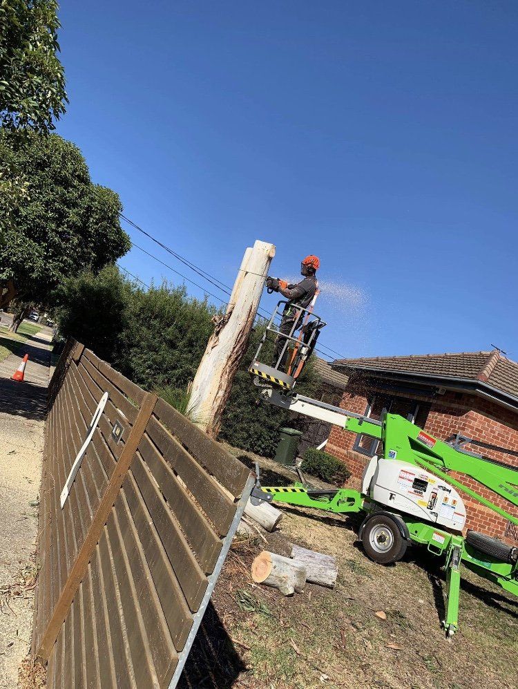 Picture of man in cherry picker