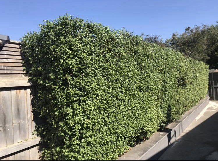 Manicured hedge