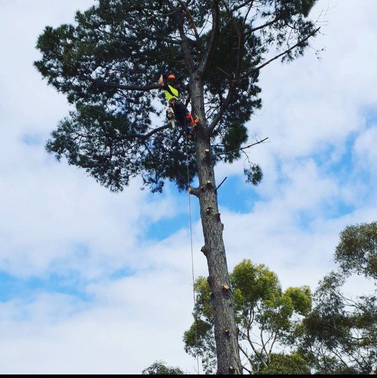 Man cutting down tall tree