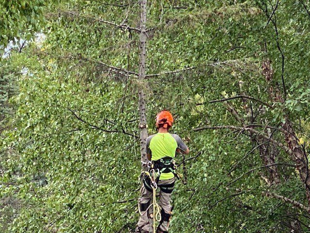 Manual Cutting Trees — Rogers, MN — A + A Tree Care Professionals