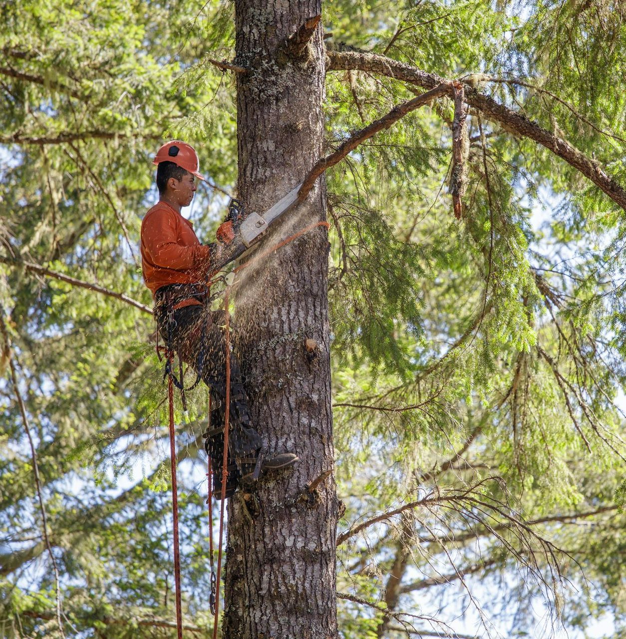 Professional Tree Pruning — Andover, MN — A + A Tree & Landscaping