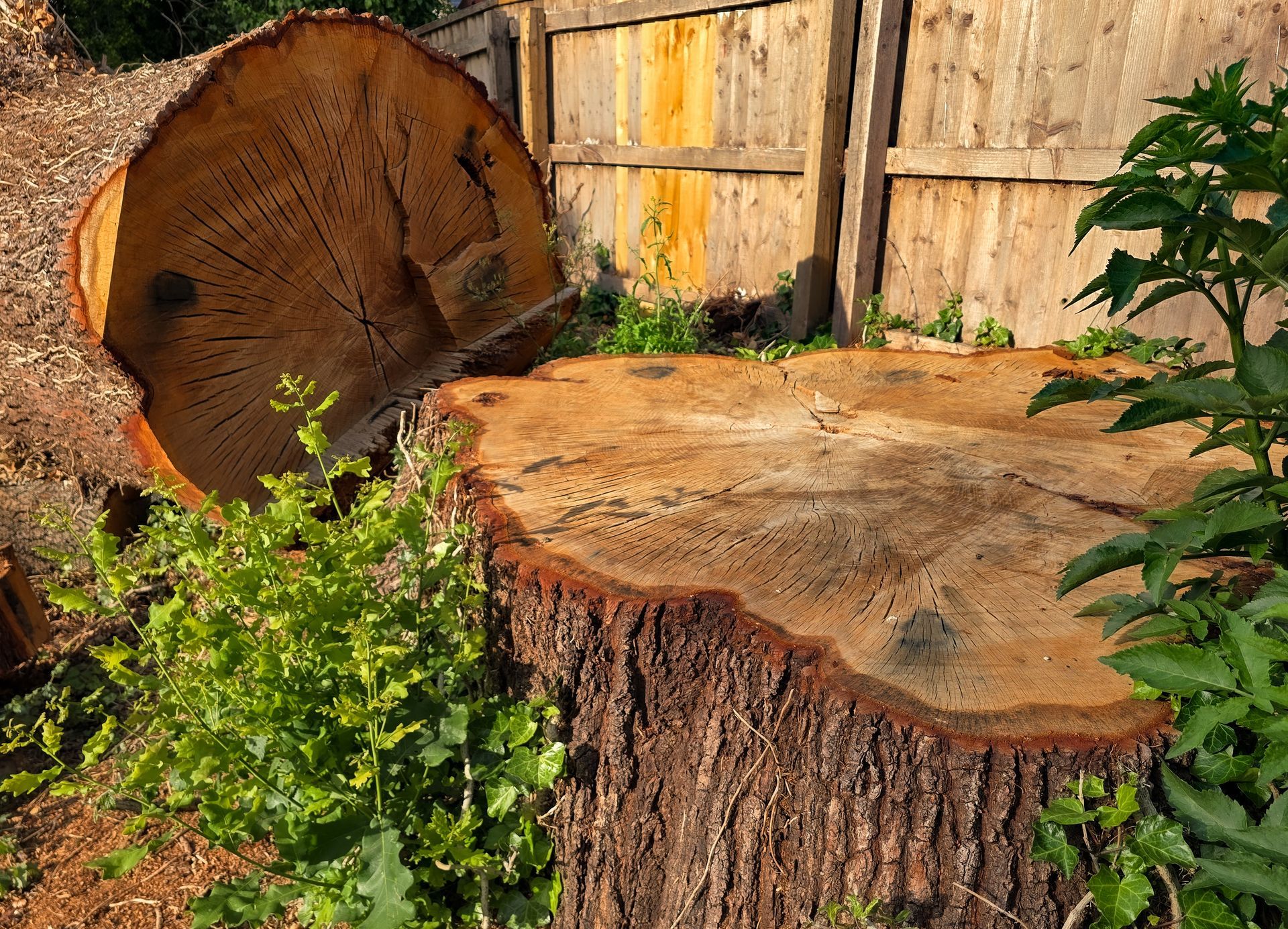 A tree being cut down shows bark peeling and wood rings as it falls during the felling process A tree being cut down shows bark peeling and wood rings as it falls during the felling process