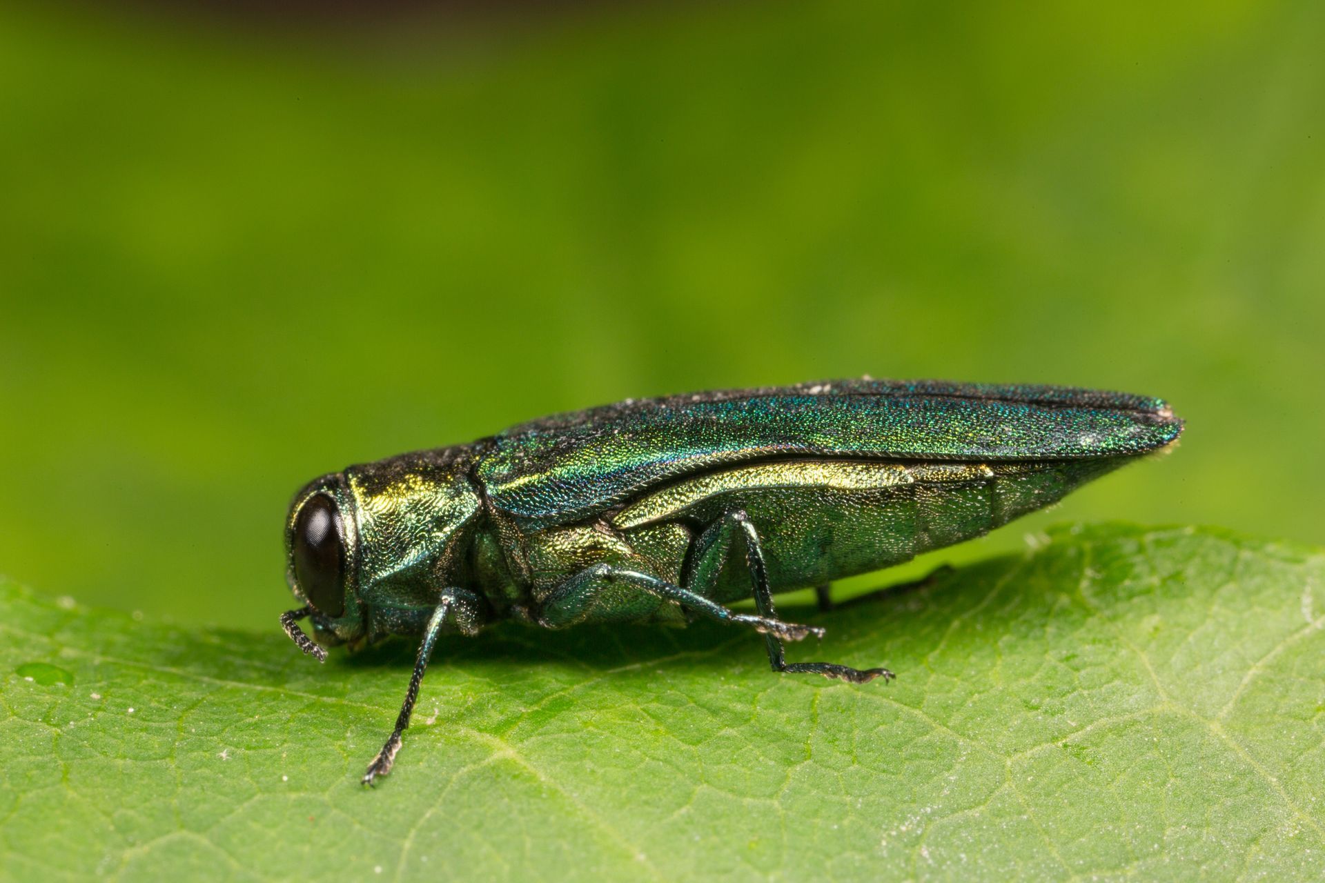 Emerald Ash Borer — Rogers, MN — A + A Tree & Landscaping