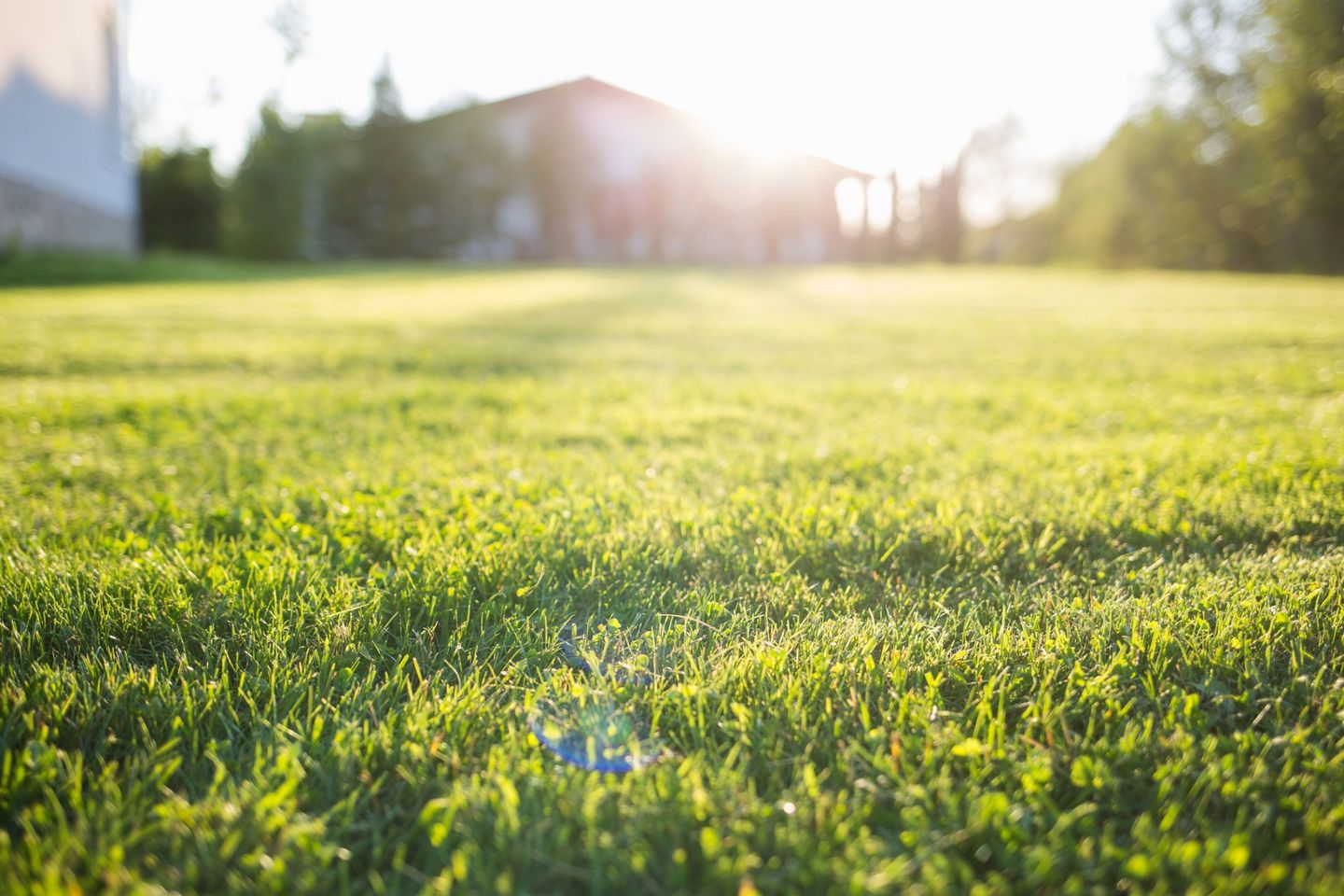 Green Grass — Rogers, MN — A + A Tree & Landscaping