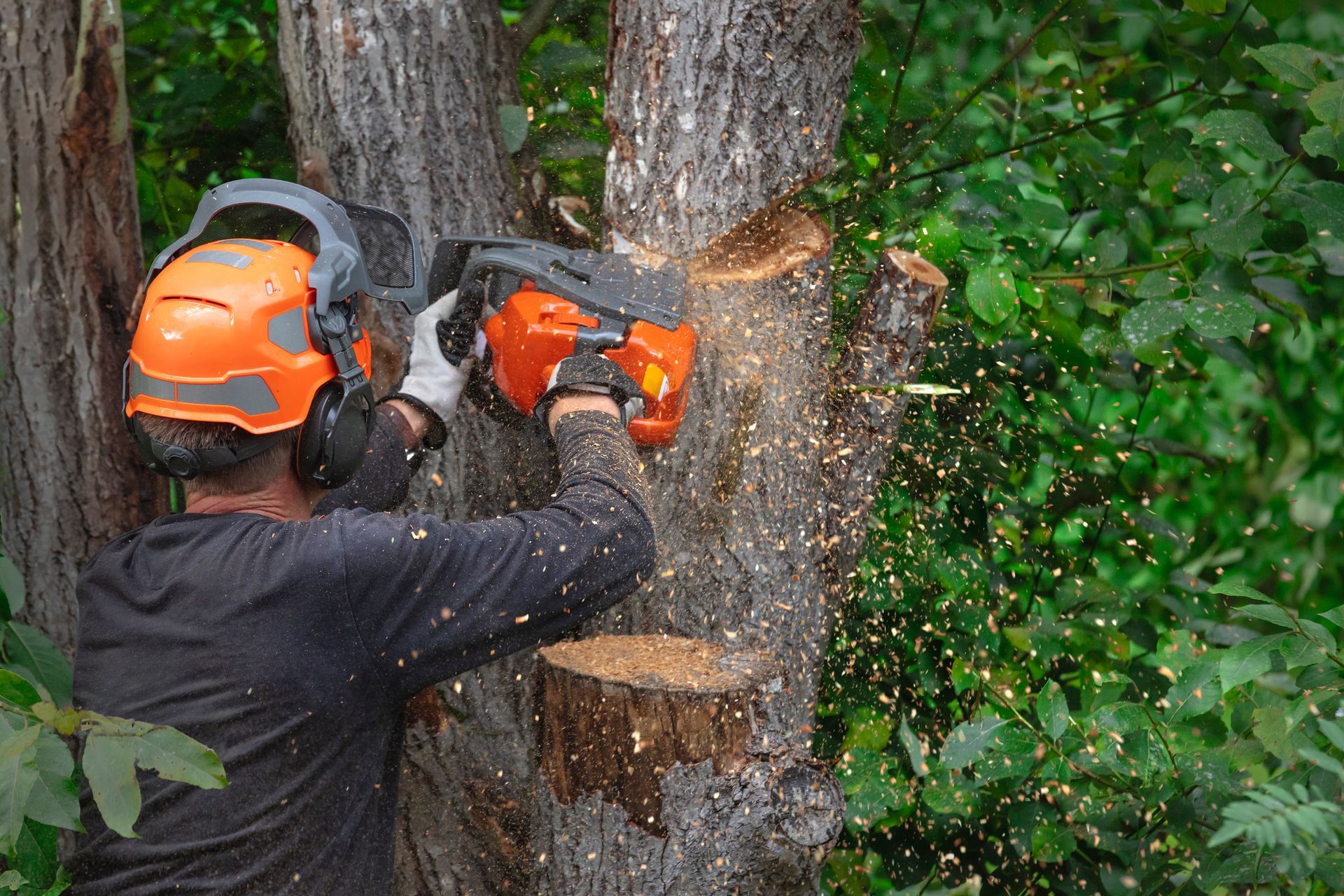 Worker in safety gear cutting tree trunk with chainsaw as wood chips fly in forested area.