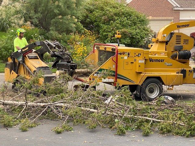 Tree Remover Care — Rogers, MN — A + A Tree Care Professionals