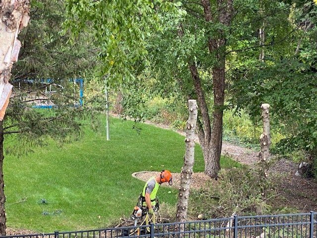 Cutting Trees Maintenance — Rogers, MN — A + A Tree Care Professionals
