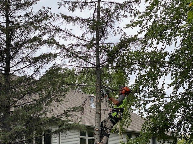 Wood Tree Cutting Services — Rogers, MN — A + A Tree Care Professionals
