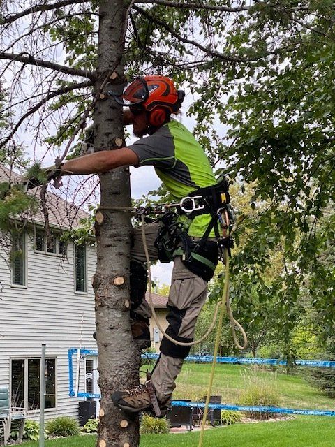 Tree Clearing Services — Rogers, MN — A + A Tree Care Professionals