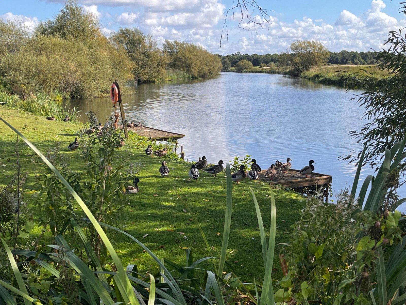 A group of ducks are sitting on the shore of a river.