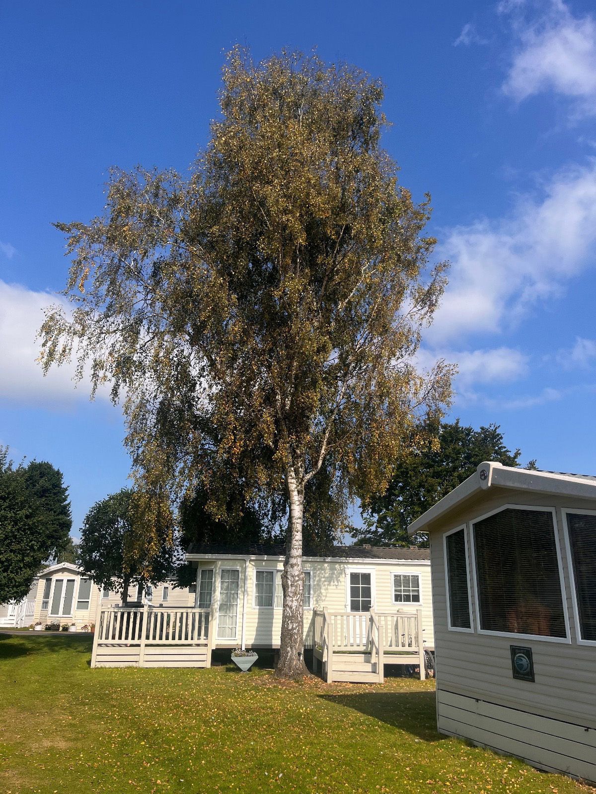 A mobile home with a large tree in front of it